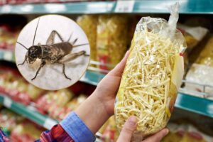 alimenti con farina di grillo