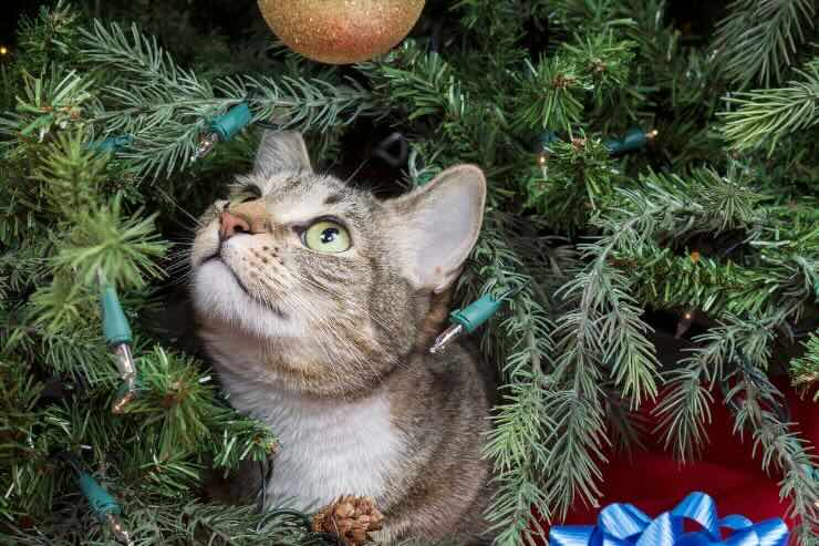 Gatto, Albero di Natale 